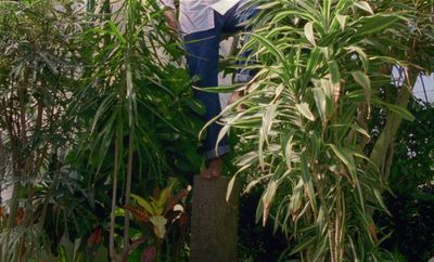 a man standing on top of a tree in a garden