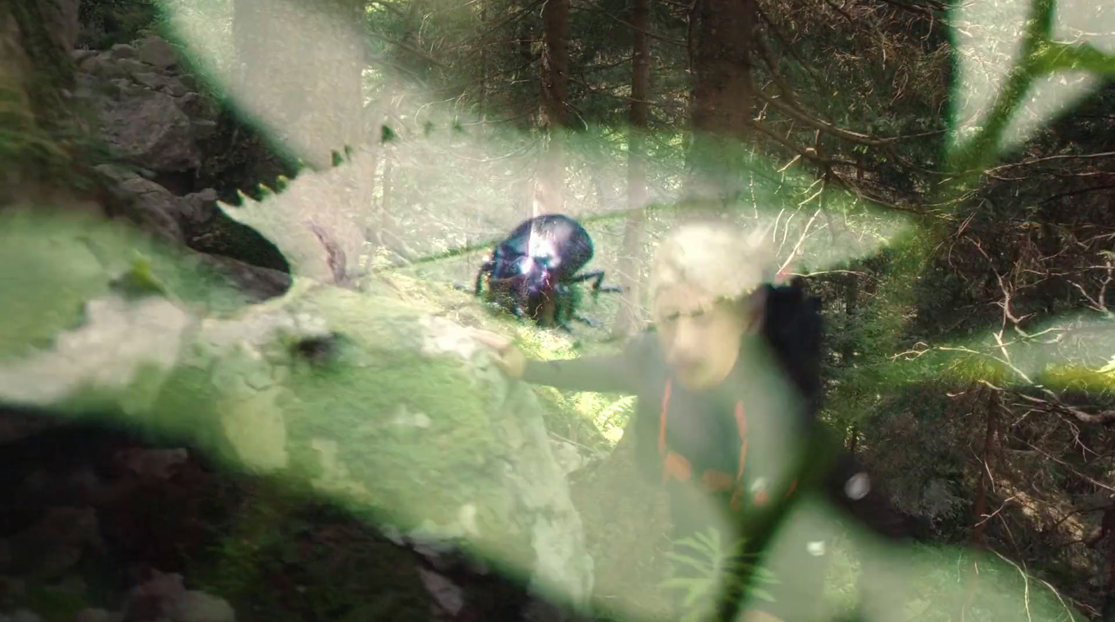 a blurry image of a bug in the woods