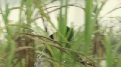 a small bird sitting on top of a green plant