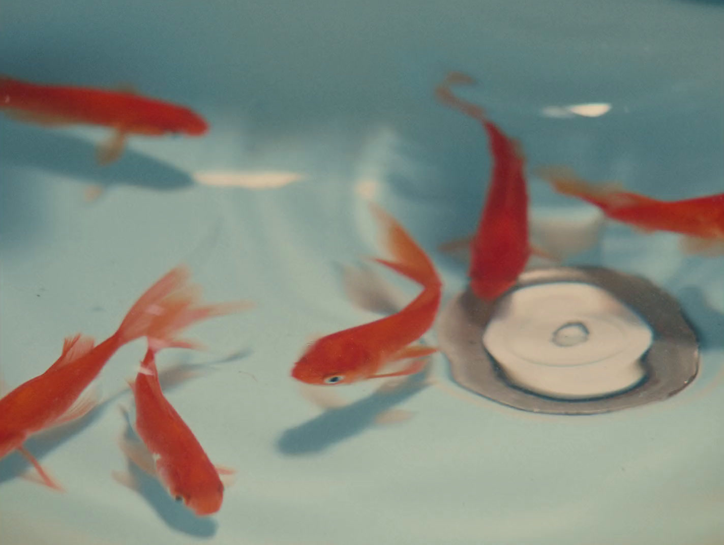 a group of goldfish swimming in a blue bowl