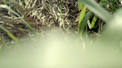 a blurry photo of a bird in the grass