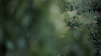 a view of a forest through the branches of a tree