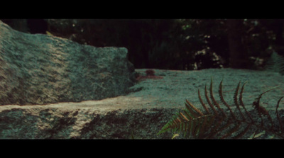 a large rock with a plant growing out of it