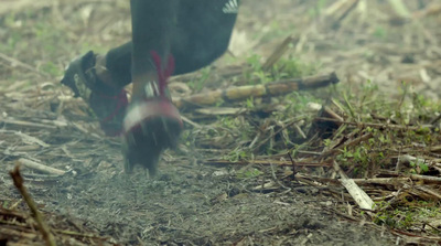 a black dog walking across a grass covered field