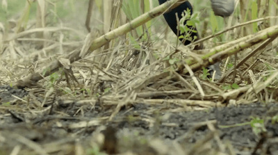 a person walking through a field of tall grass