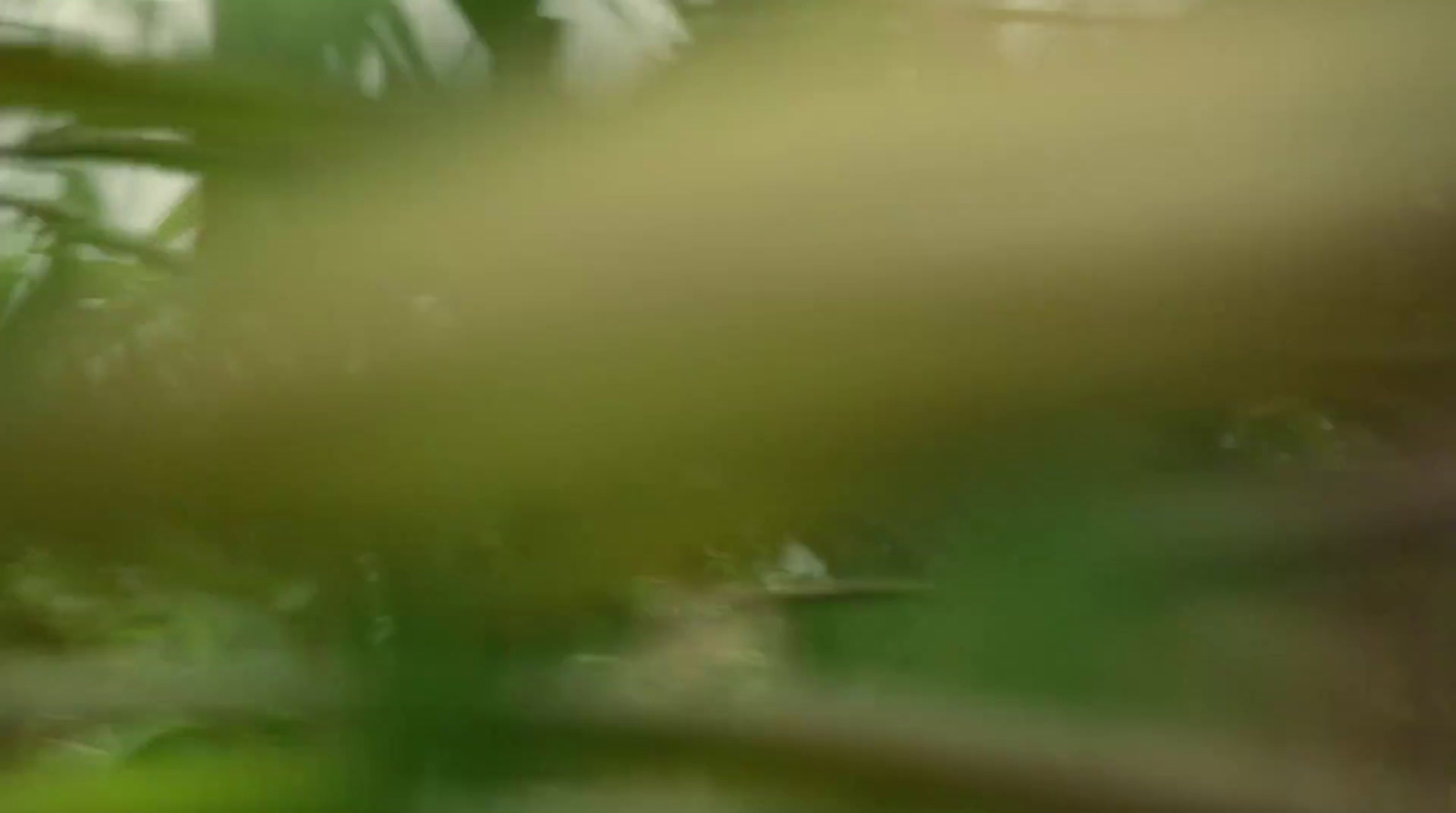 a blurry photo of a bird sitting on a branch