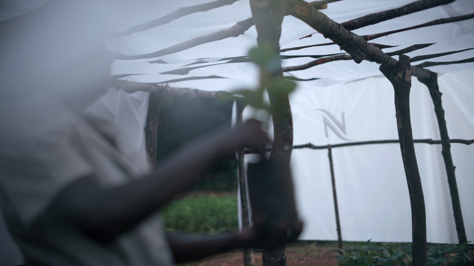 a person holding a plant in front of a white tent