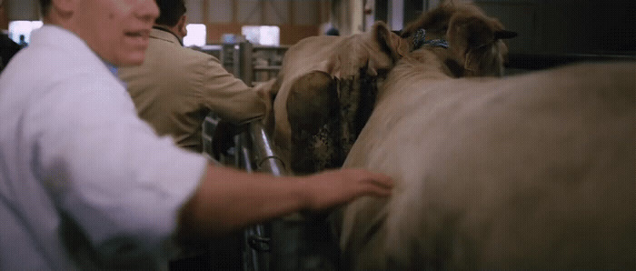 a man standing next to a cow in a barn