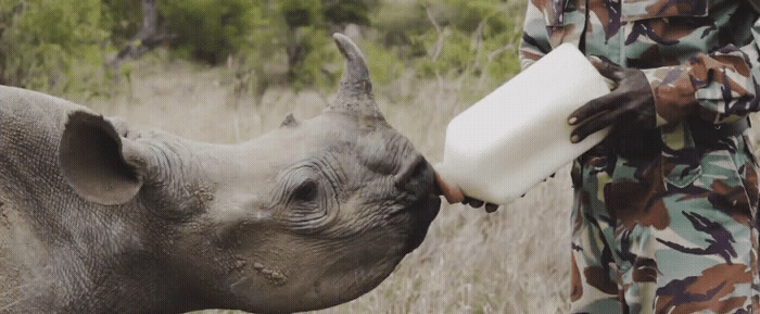 a rhinoceros being fed milk by a soldier