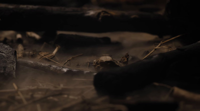 a close up of a pile of logs and branches