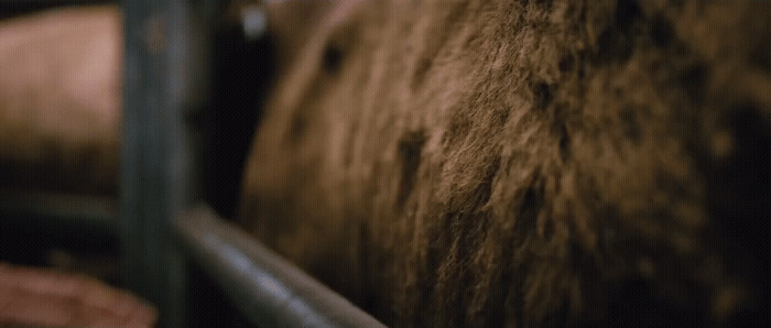 a close up view of a brown cow