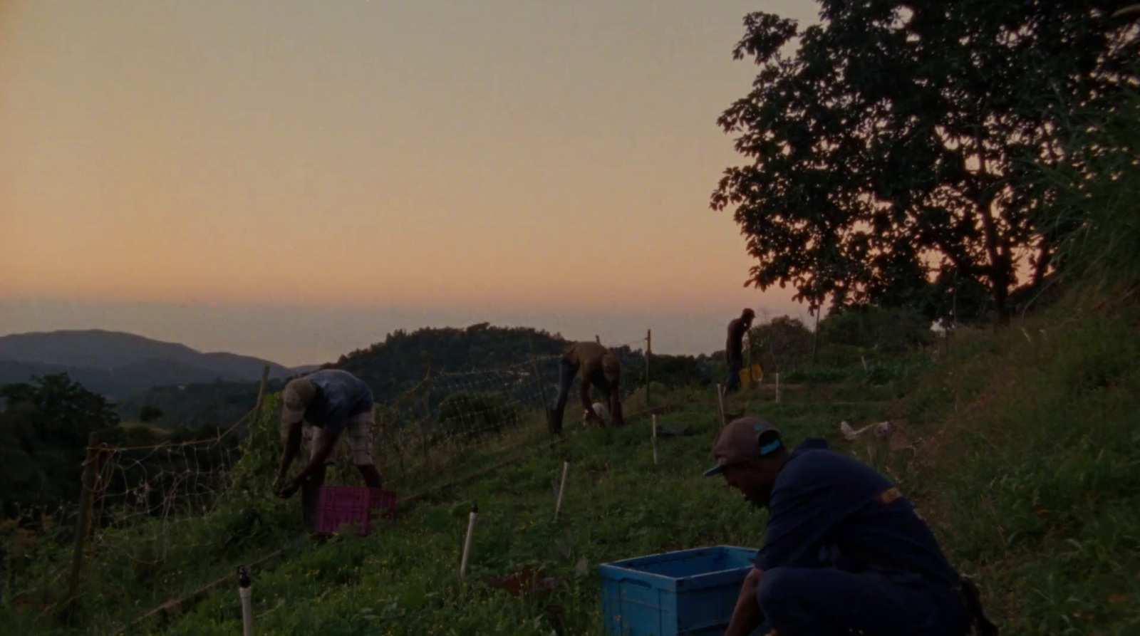 a group of people standing on top of a lush green hillside