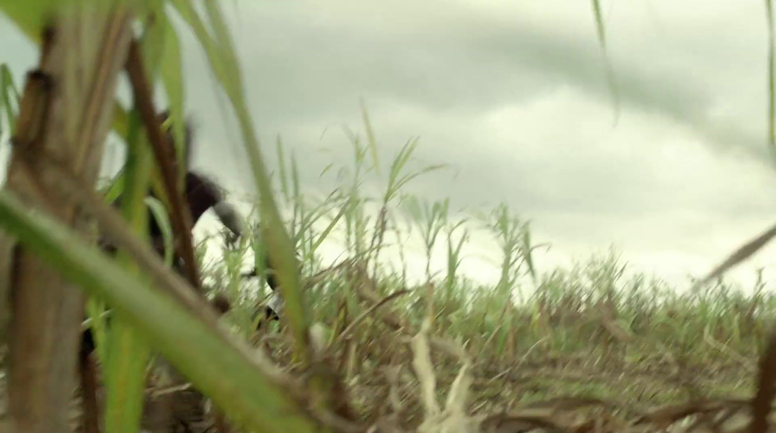 a bird standing on top of a lush green field