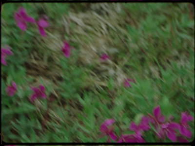 a blurry photo of purple flowers in a field