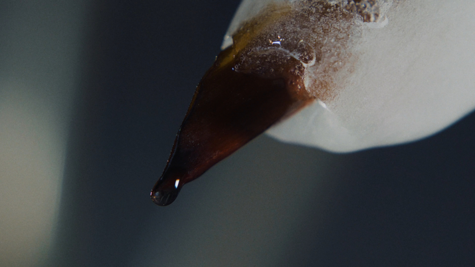 a close up of a flower with a drop of water on it