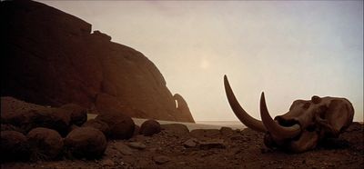 a rhino skull laying on a rocky beach