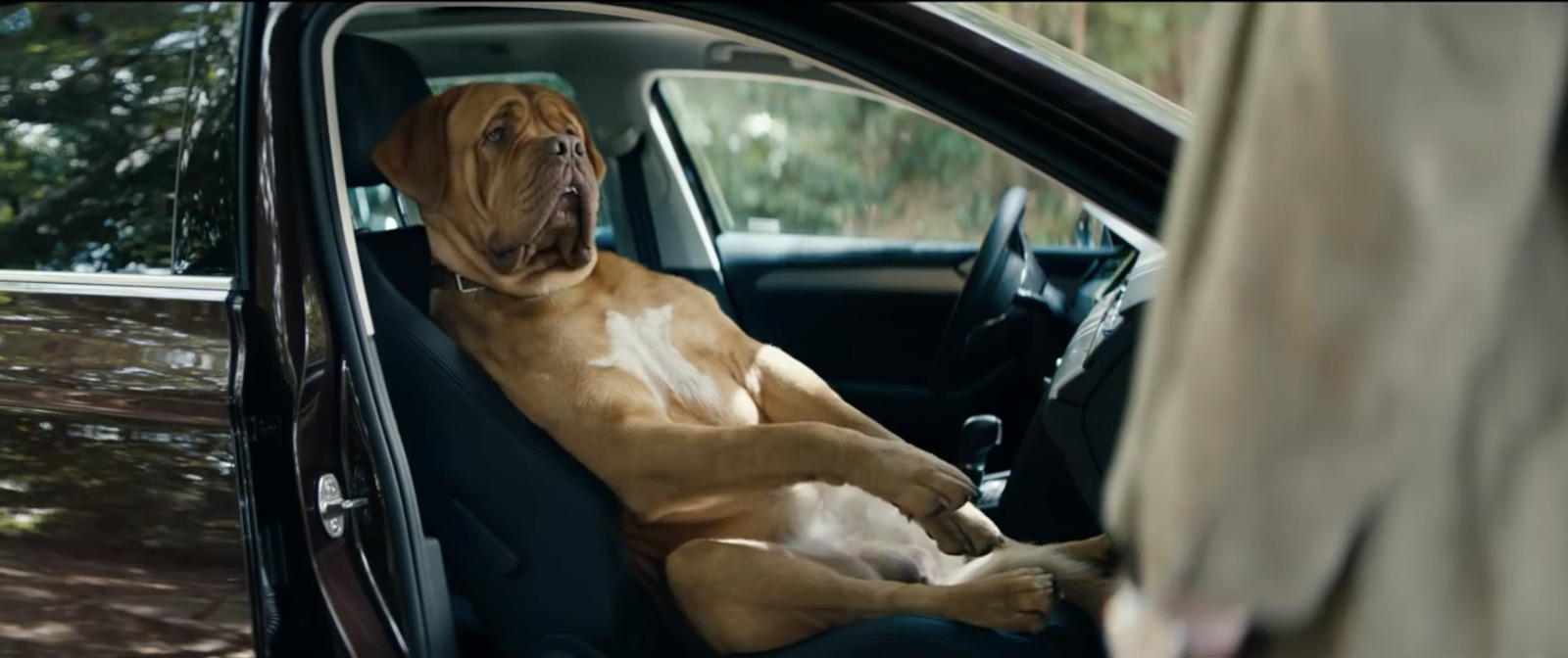 a dog sitting in the passenger seat of a car