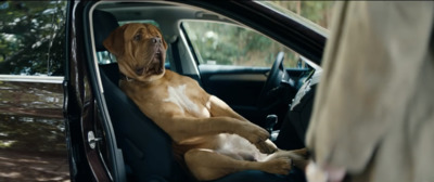 a dog sitting in the passenger seat of a car