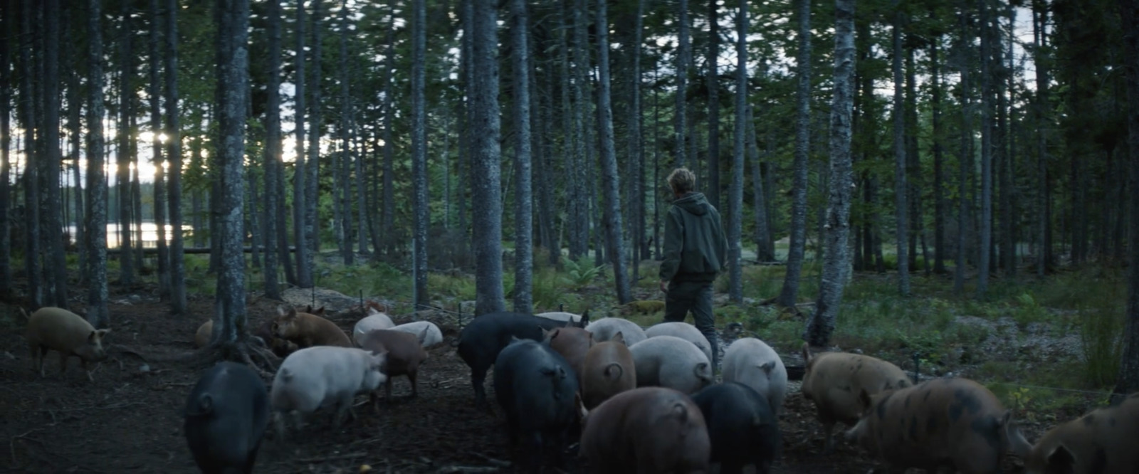 a man standing in the middle of a forest surrounded by pigs