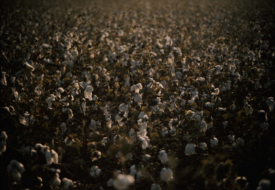 a large field of cotton plants with a sky background