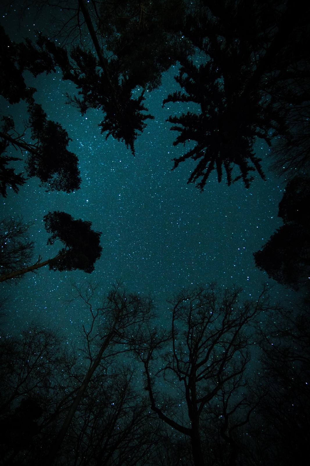 the night sky is filled with stars and trees