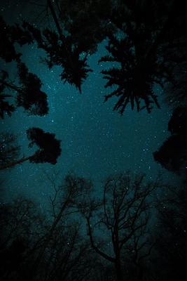 the night sky is filled with stars and trees