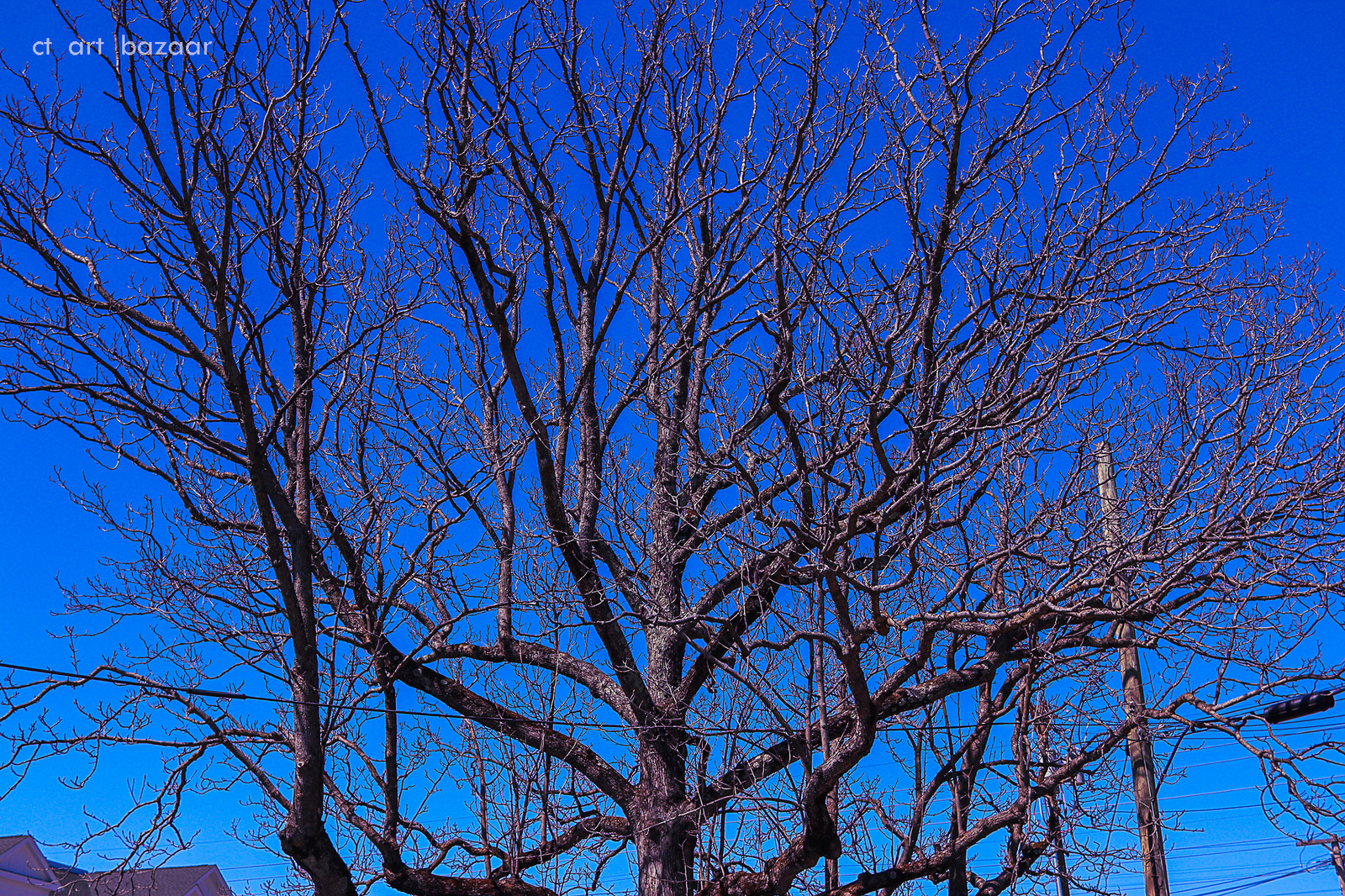 a tree with no leaves on it in front of a blue sky