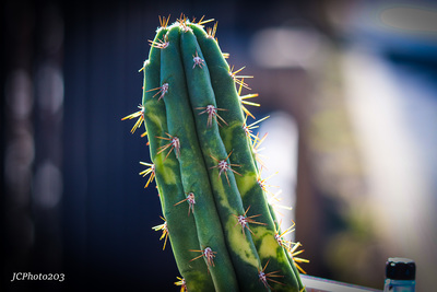 a close up of a green cactus plant