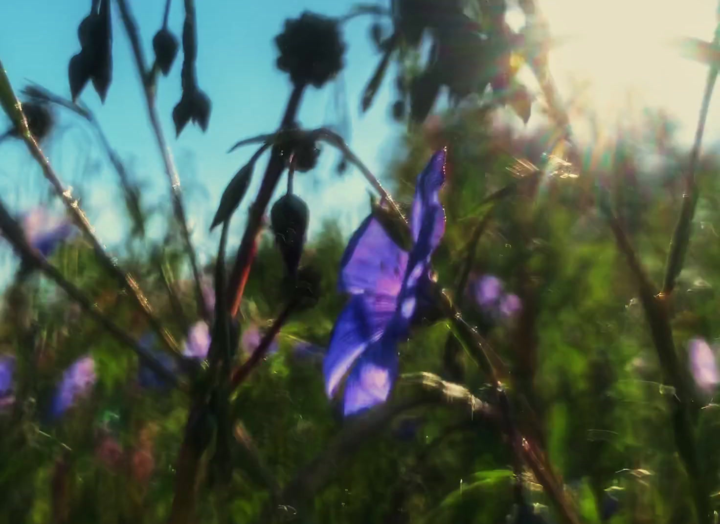 a blue flower in the middle of a field