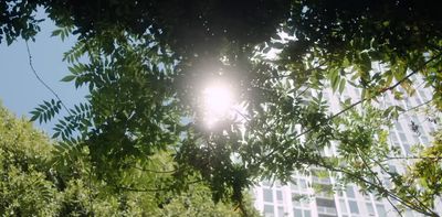 the sun shines through the leaves of a tree