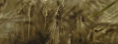 a blurry photo of a field of wheat