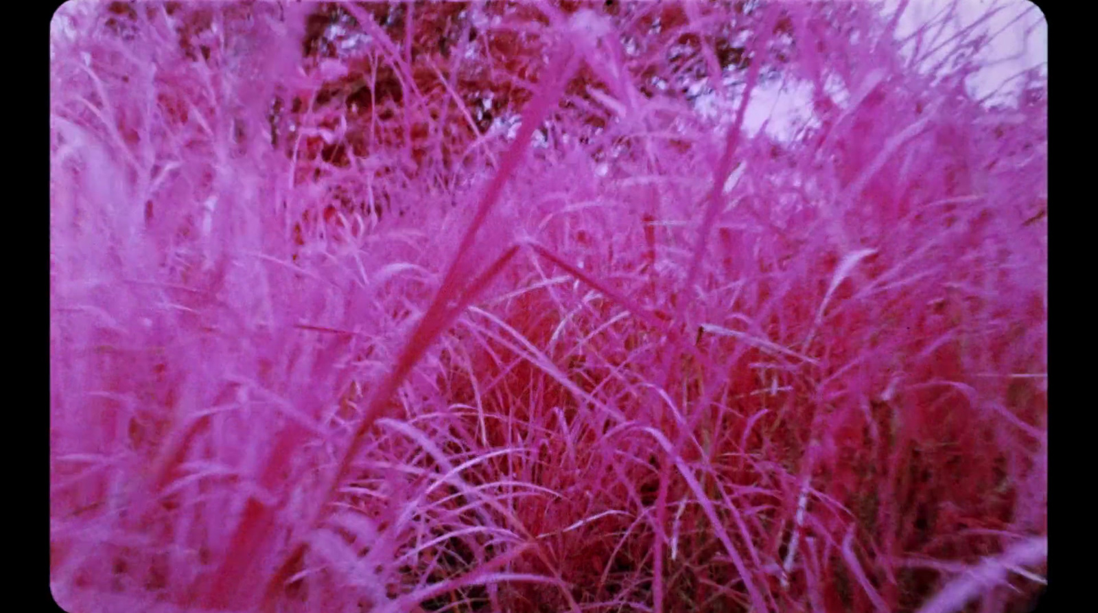 a field of purple grass with trees in the background