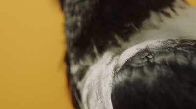 a close up of a black and white bird