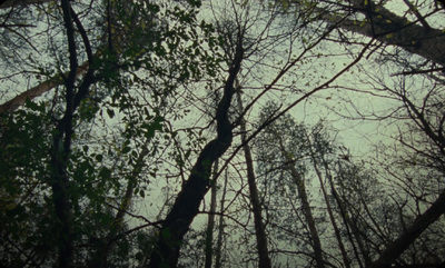 a group of trees that are standing in the woods