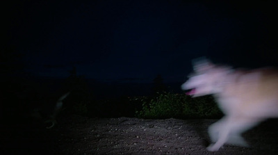 a blurry photo of a dog running in the dark