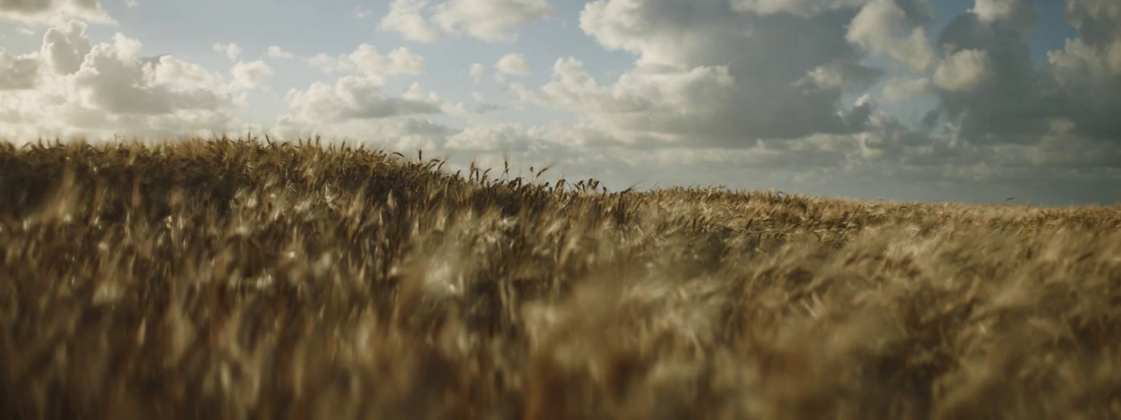 a field of tall grass under a cloudy sky