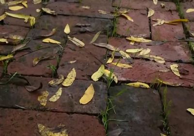 a brick walkway with yellow leaves on it