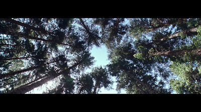 looking up at the tops of tall pine trees