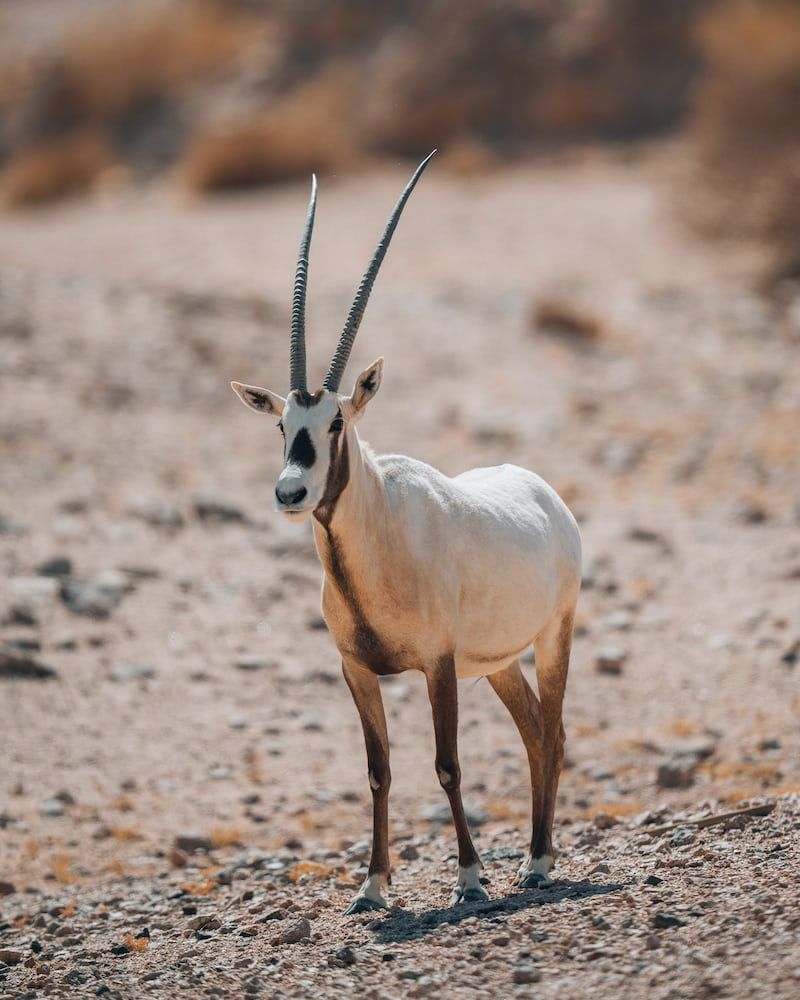 an animal that is standing in the dirt