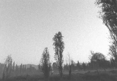 a black and white photo of trees in a field