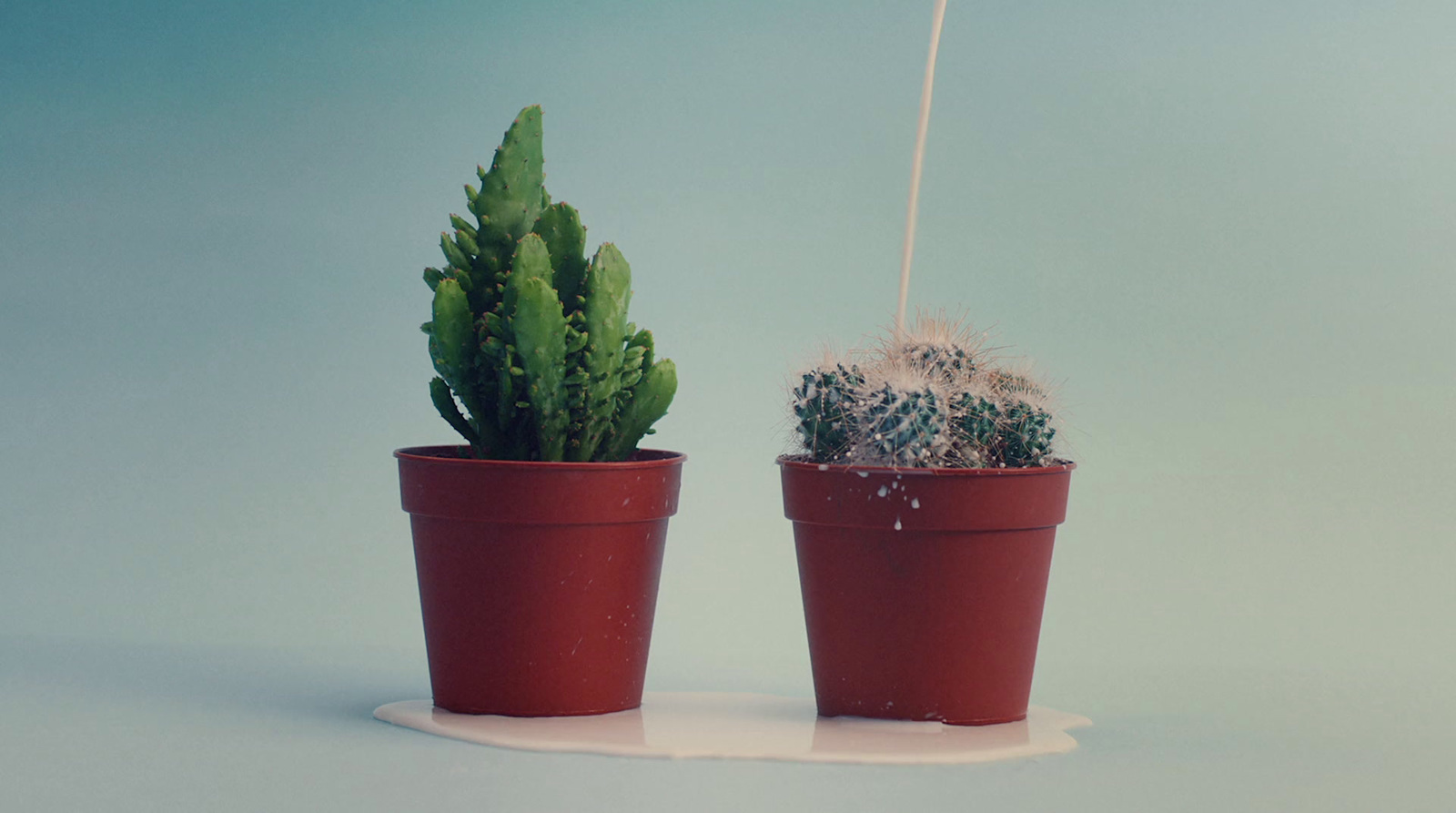 a couple of potted plants sitting next to each other