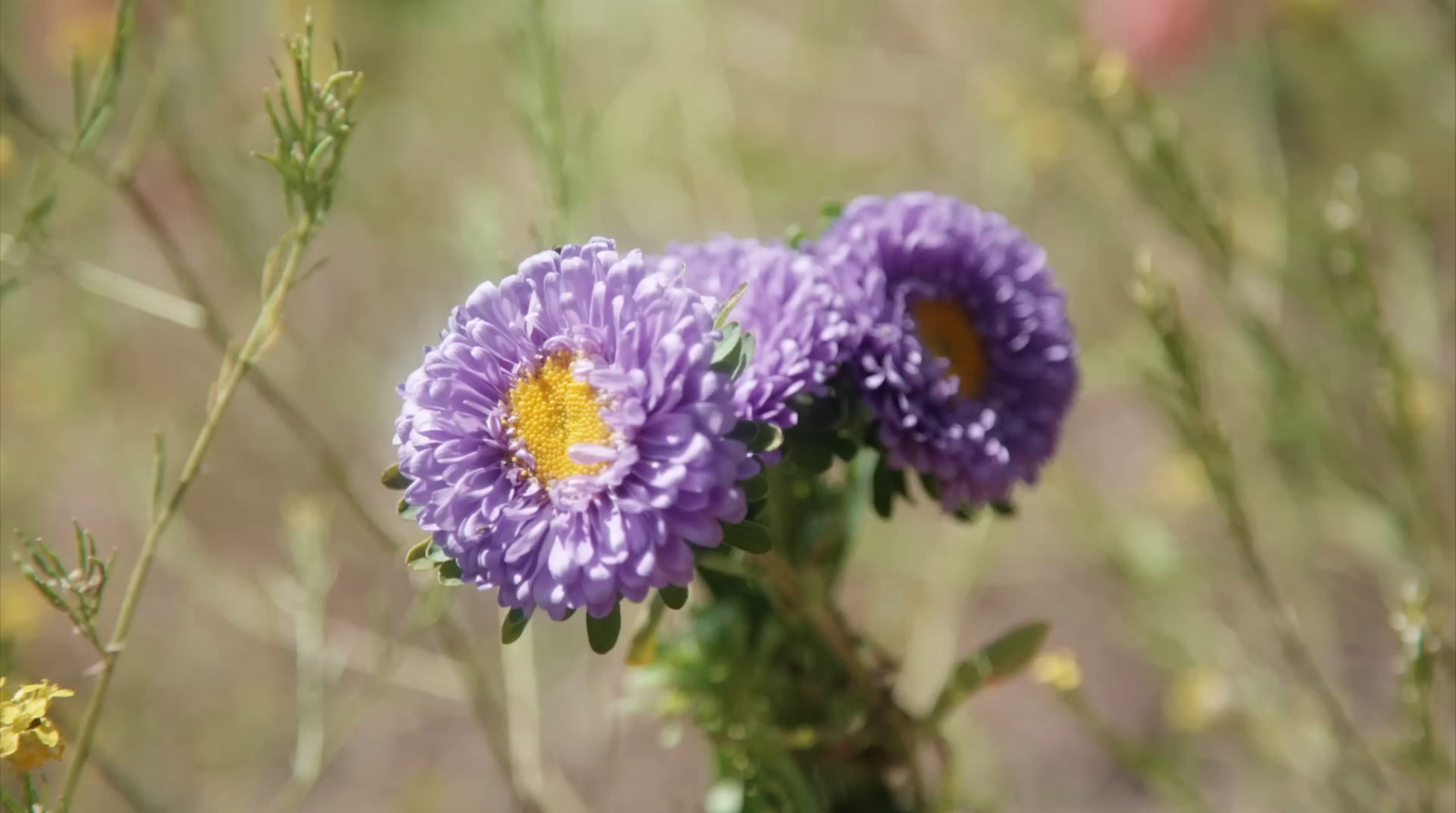 a couple of purple flowers sitting on top of a lush green field