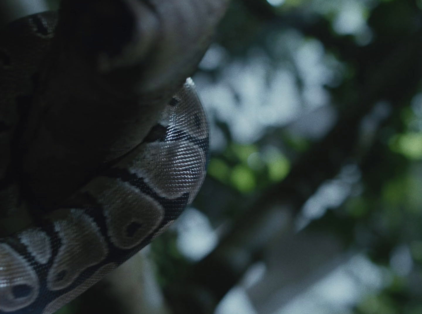 a close up of a snake on a tree branch