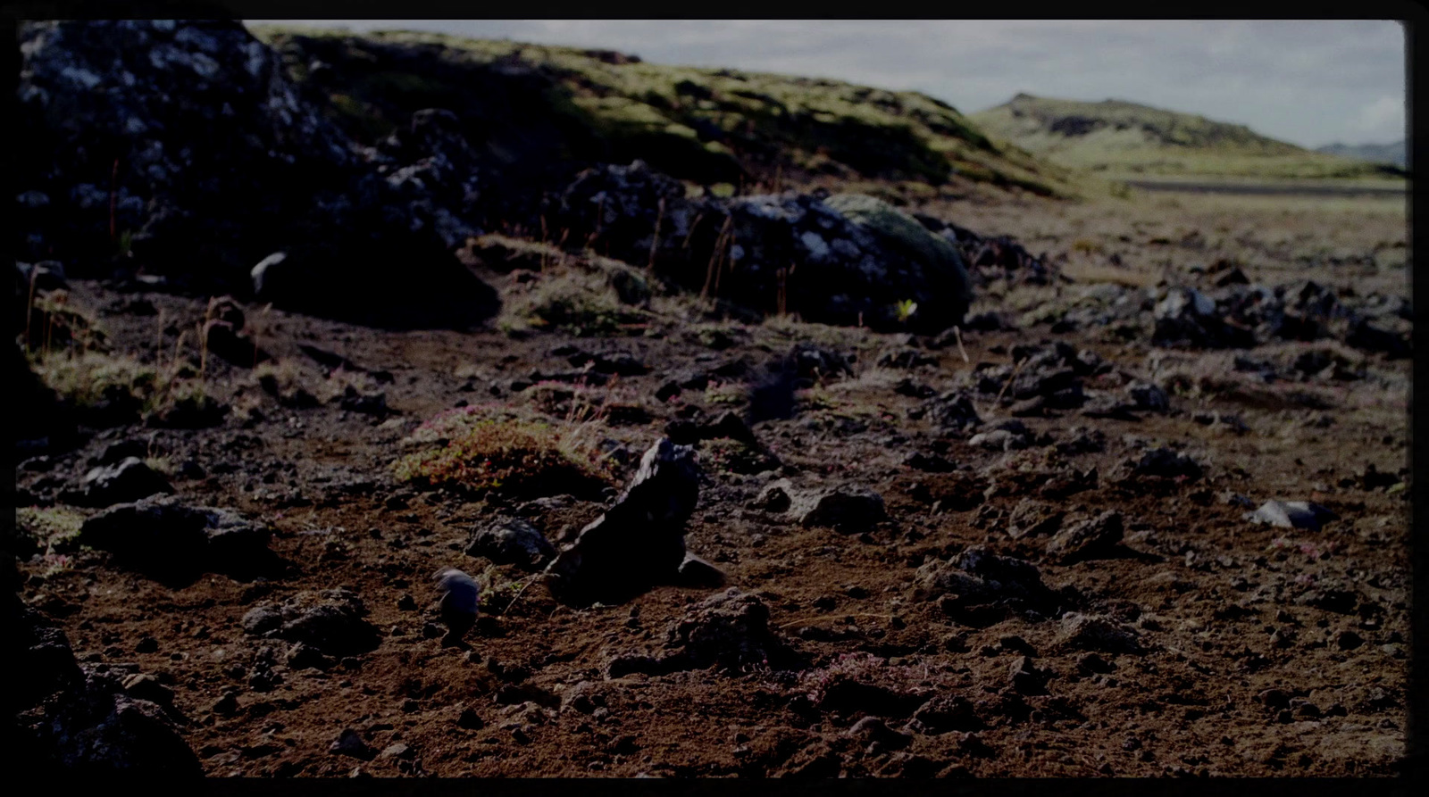 a bird standing on top of a dirt field