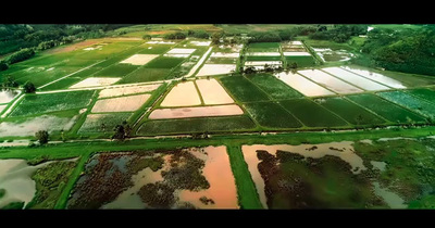 an aerial view of a rice field in the middle of the day