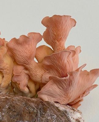 a group of mushrooms sitting on top of a rock