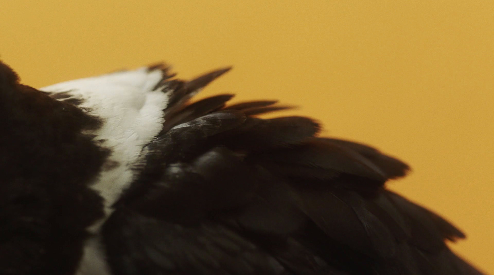 a close up of a black and white bird