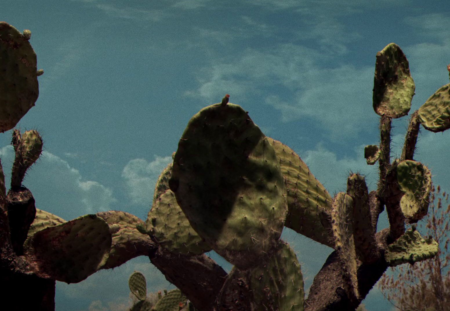 a large cactus plant with a sky in the background