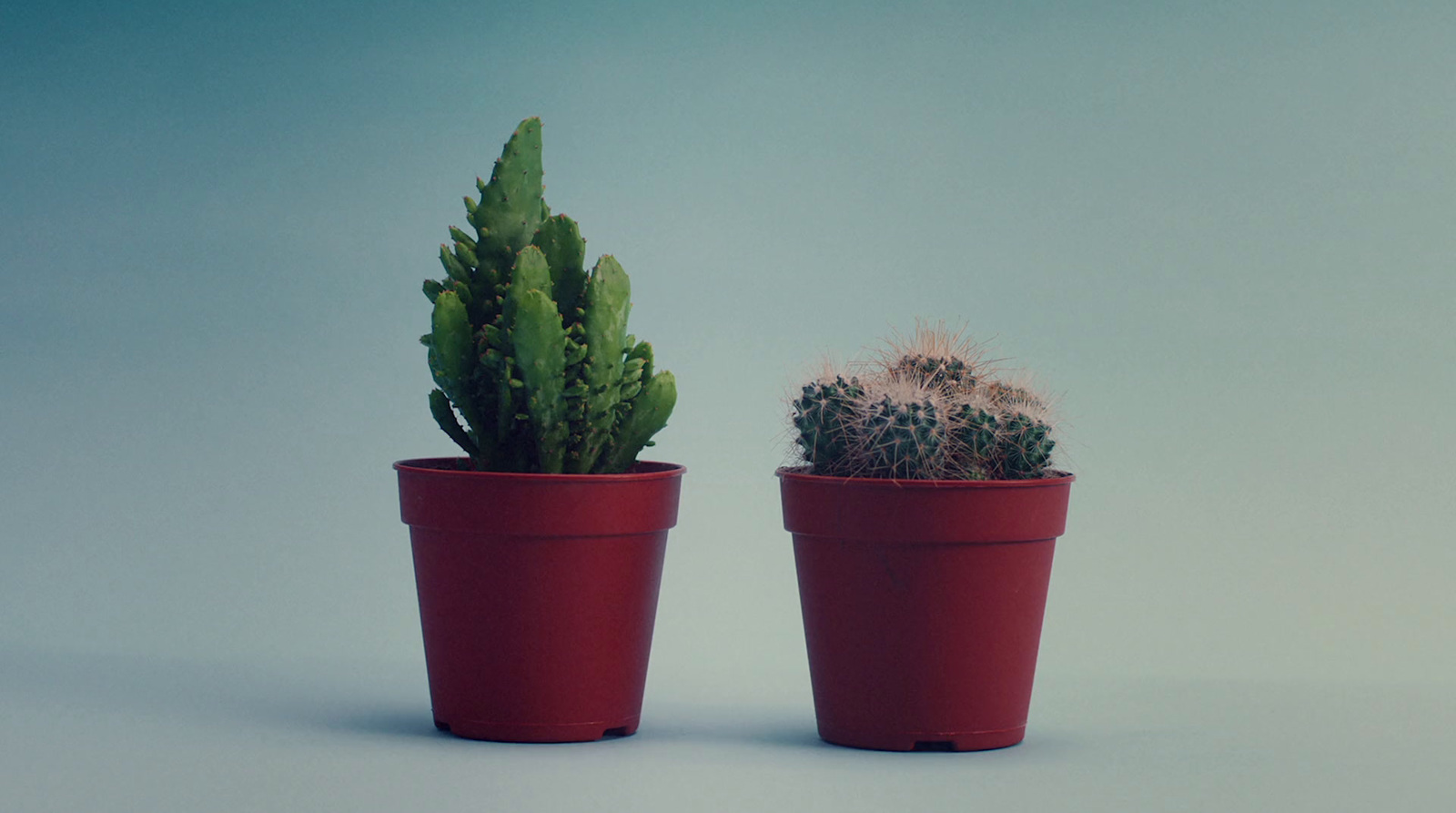 a couple of potted plants sitting next to each other