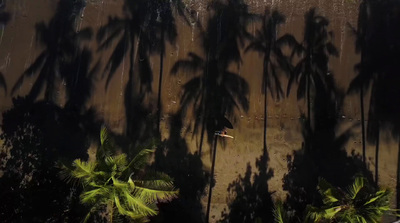 shadows of palm trees cast on a wall